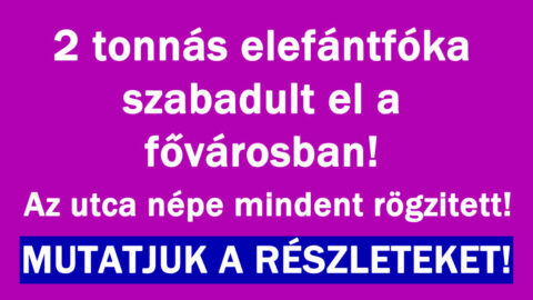 2 tonnás elefántfóka drámája