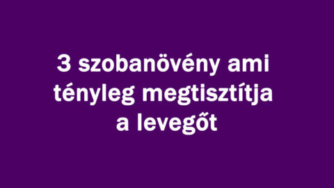 3 szobanövény ami tényleg megtisztítja a levegőt