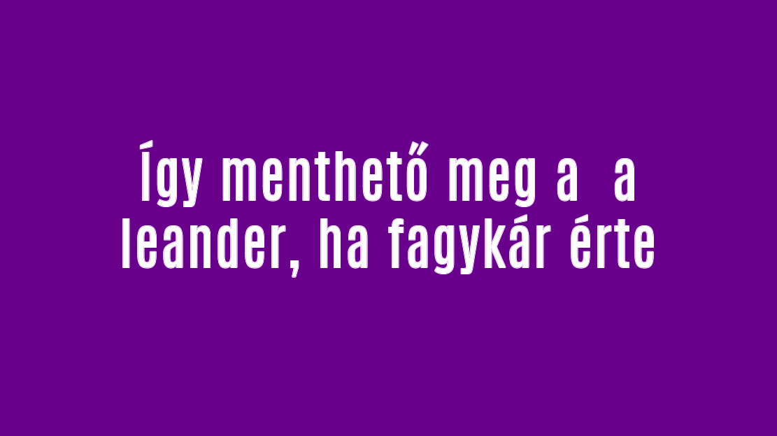 Így menthető meg a leander, ha fagykár érte